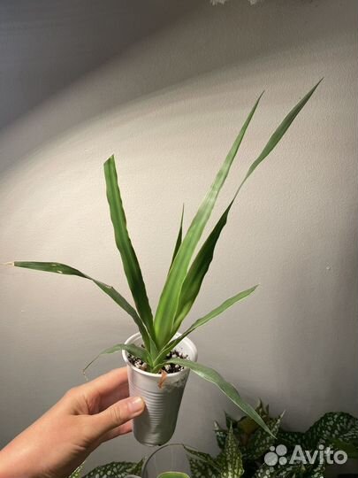 Растения Драконовое дерево (Dracaena draco)
