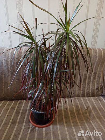 Комнатные растения цветы