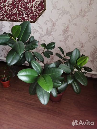 Фикус