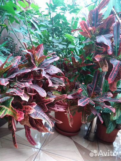 Кротон, высота 1метр