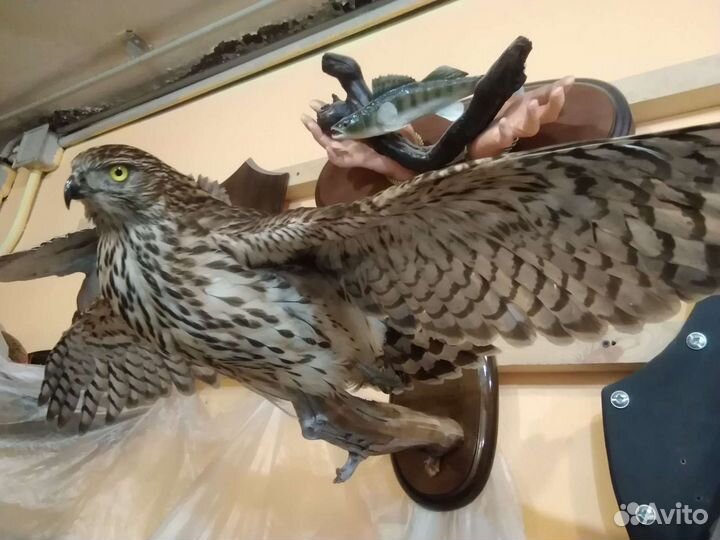 Таксидермия