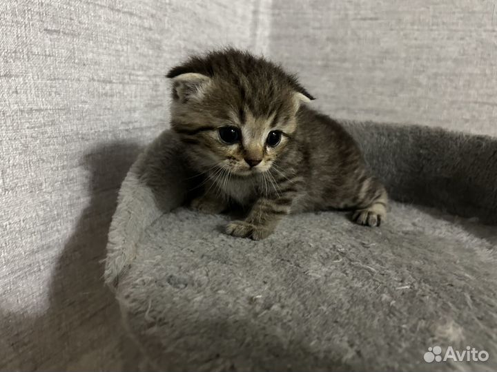 Шотландские вислоухие котята