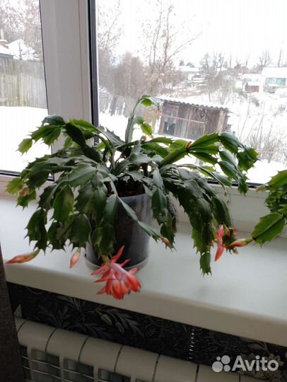 Домашние растения