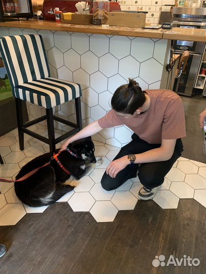 Собака в добрые руки отдам бесплатно