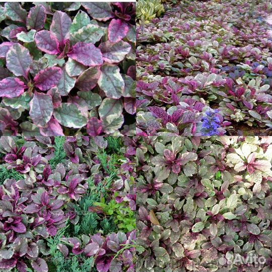 Живучка ползучая (ауюга) Бургундии Глоу