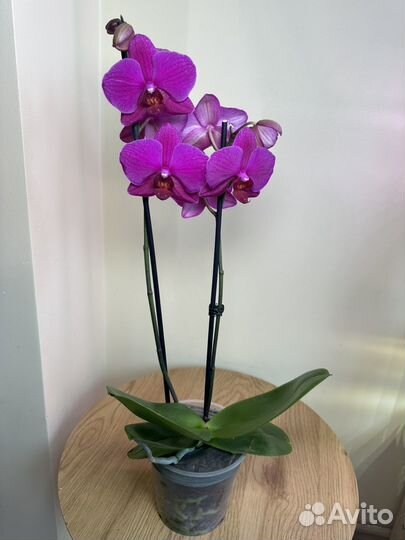 Орхидея фаленопсис Вивальди,d12h50