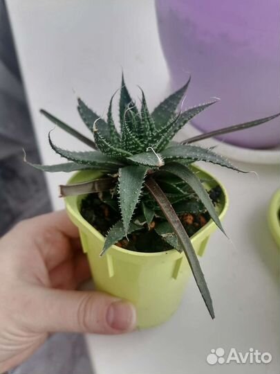 Алоэ микс с детками