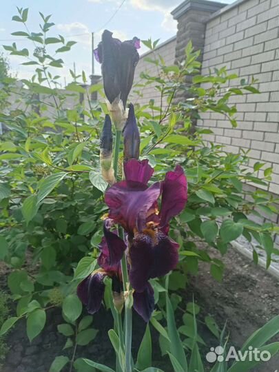 Ирисы бородатые, бордюрные