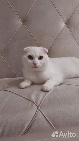 Шотландская