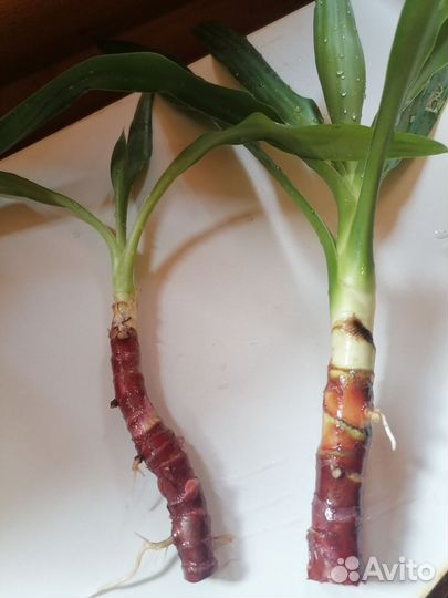 Пальма юкка