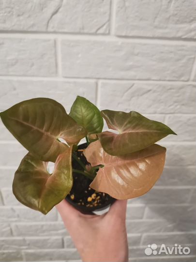 Сингониум неон