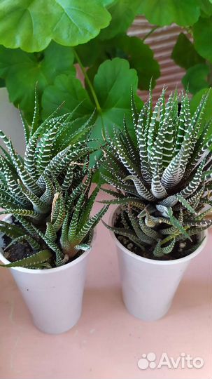 Традисканции, сукуленты Хавортия 