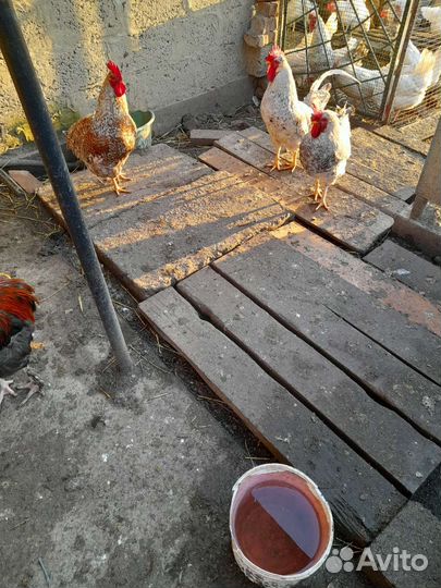 Петухи и куры