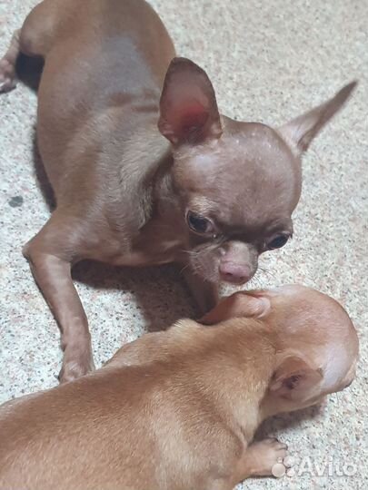 Щенки чихуахуа мальчишки