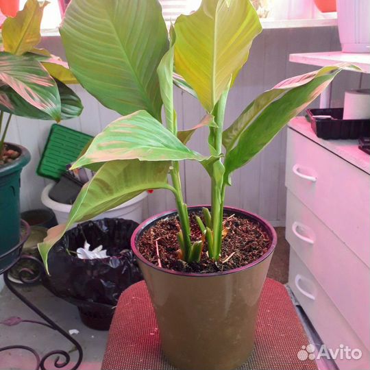 Спатифиллум