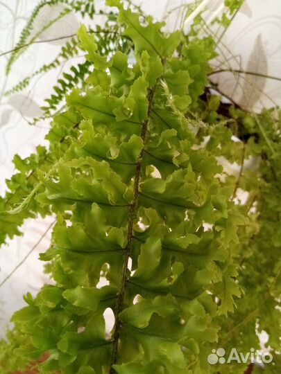 Папоротник