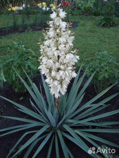 Юкка нитчатая уличная