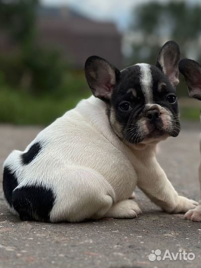 Французский бульдог лилак тан флаффи