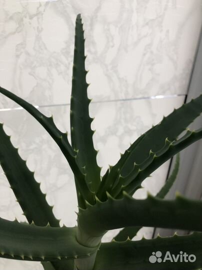 Цветок алоэ