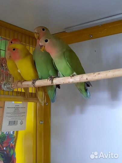 Попугаи неразлучники