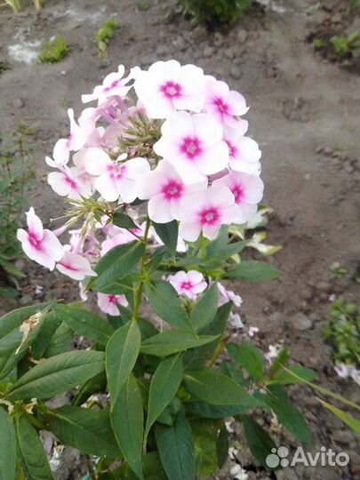 Флоксы