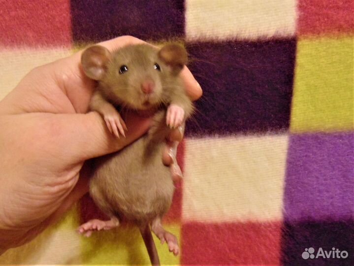 Крысы, крысята дамбо - питомник спб, клетки, гамак