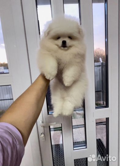 Померанский шпиц
