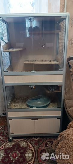 Шиншилла (девочка)