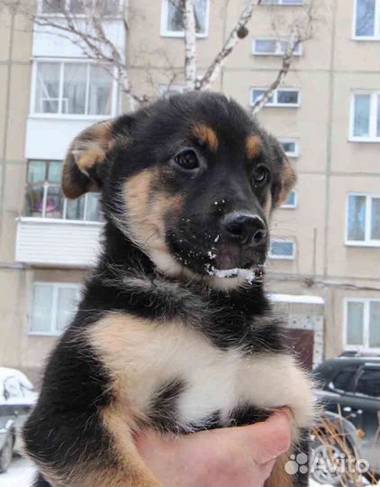 Щенок в добрые руки бесплатно