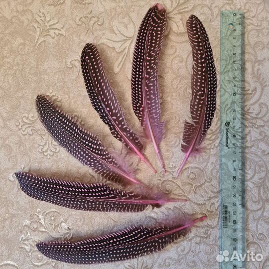 Перья цесарки для творчества