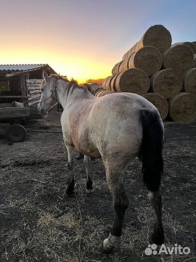 Продам кобылу