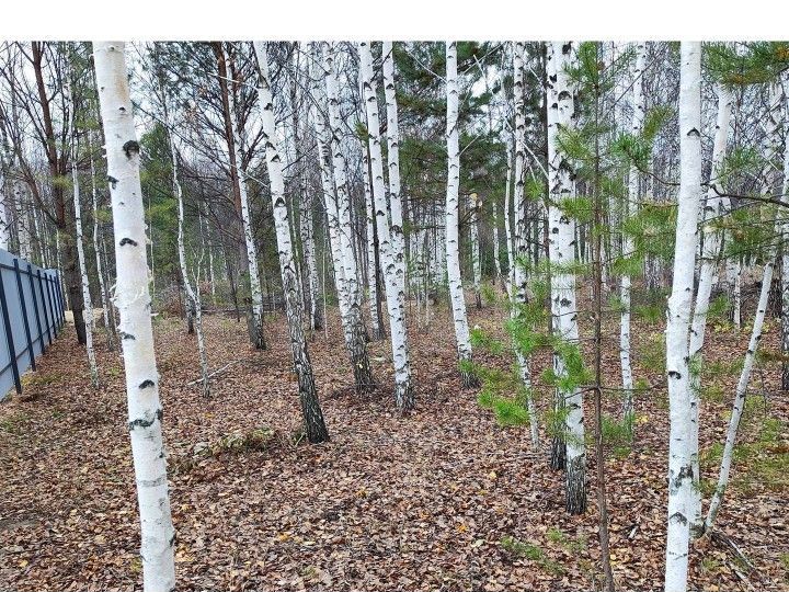 Участок 62,5 сот. (СНТ, ДНП)