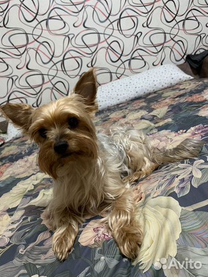 Йоркширский терьер вязка девочка