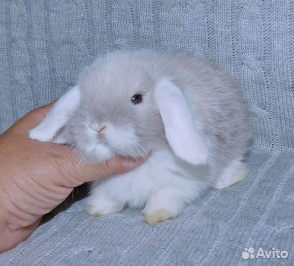 Милые миниатюрные вислоухие крольчата