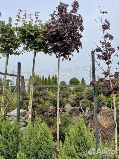 Клен красный на штамбе