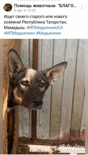 Собаки в отлове ИП Мадьянкин