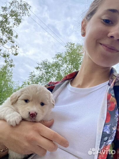 Догситтер/ Няня для собак/ Выгул собак