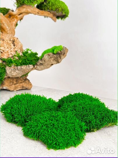 Стабилизированный мох ковер ягель кочка