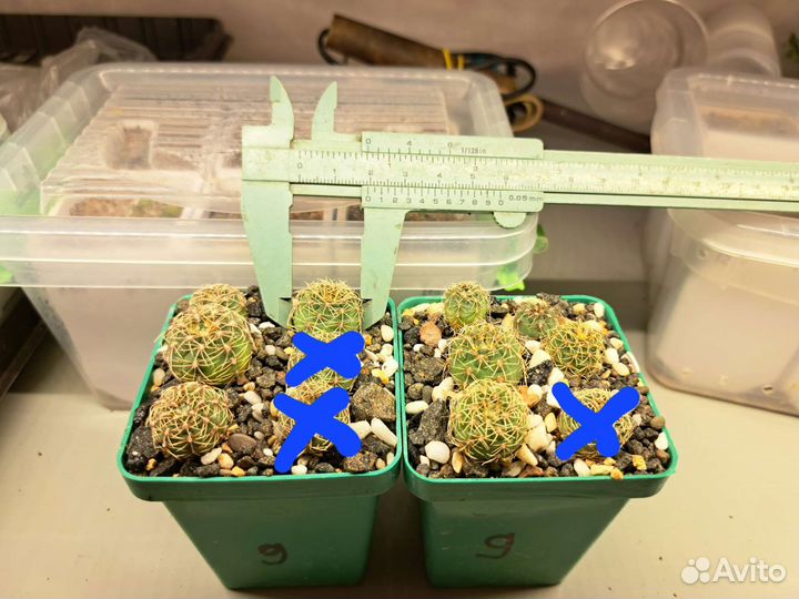 Кактусы и суккуленты