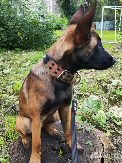 Амуниция для собак