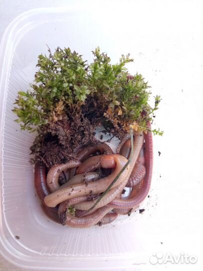 Черви для рыбалки выползок