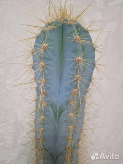 Нолина (бокарнея), кактусы