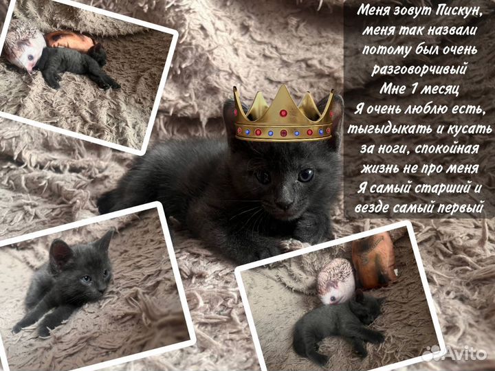 Котята в добрые руки