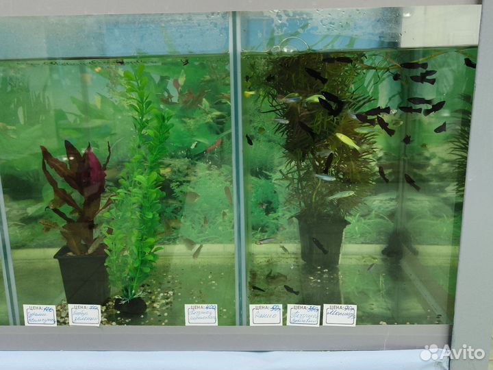 Аквариумные рыбки, Украшение для аквариума