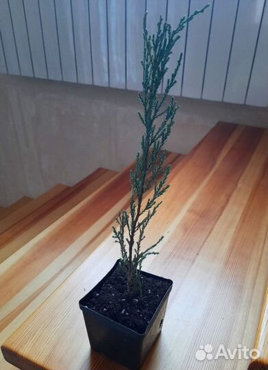 Можжевельник блю эрроу саженец