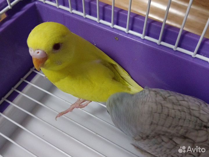 Птенцы волнистый попугай