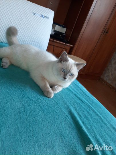 Шотландский кот вязка