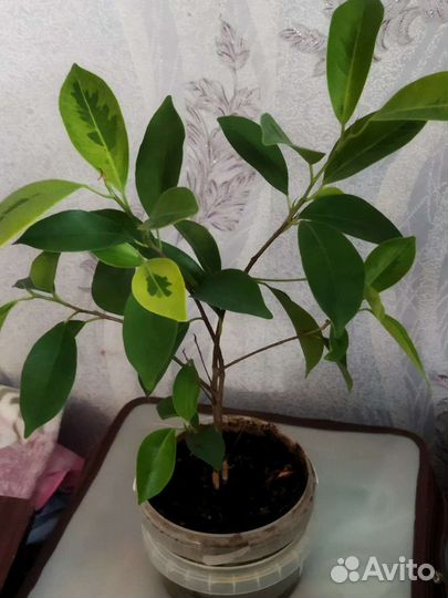 Фикус ретуза