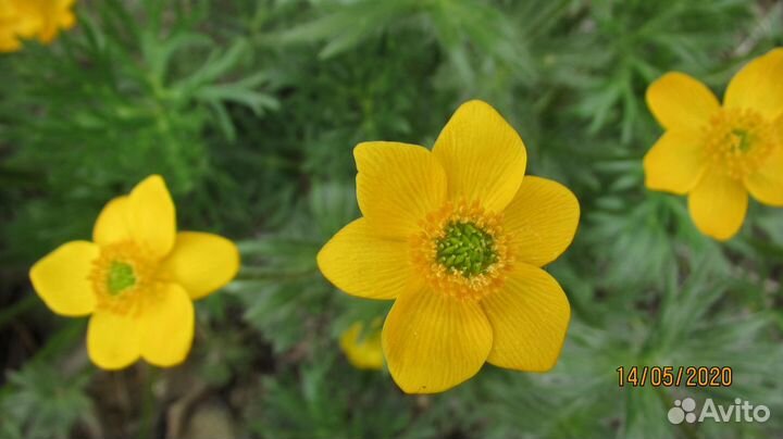 Анемона видная