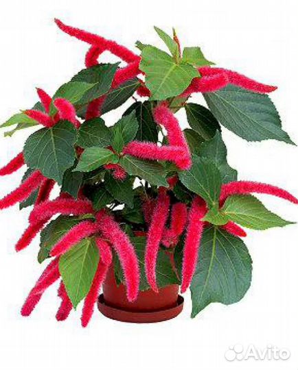 Аккалифа(лисий хвост)